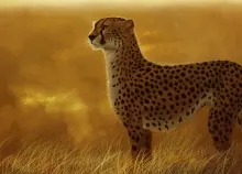 1920x1200 px Africa animals art artistic cats Cheetah fields grass landscapes nature paintings patte Art HD Wallpaper