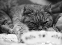 1920x1080 px animals cats Roxy Art HD Wallpaper
