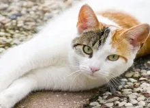 1920x1080 px animal cat cats cute kitty Pet Sweet Art HD Wallpaper