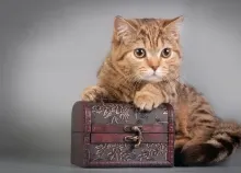 2560x1600 px background cat Art HD Wallpaper