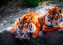 1920x1200 px Asian cat cats fantasy Jungle nature Oriental predator Tiger Art HD Wallpaper
