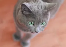 2560x1600 px animals cats Art HD Wallpaper