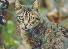 2048x1371 px cat cats eyes Art HD Wallpaper