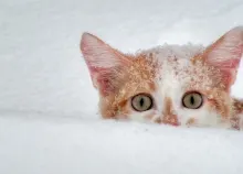 1680x1050 px kitty Art HD Wallpaper