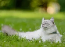 4926x3280 px animals cats fluffy grass Art HD Wallpaper