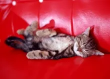 1600x1200 px animals cats Art HD Wallpaper