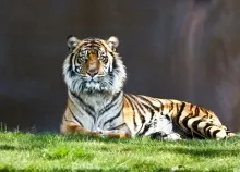 2560x1600 px Tiger Art HD Wallpaper