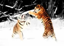 1600x1200 px battle predator Tiger winter Art HD Wallpaper