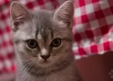 2048x1365 px cat eyes Kitten muzzle whiskers Art HD Wallpaper