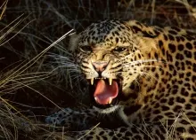 1999x1333 px animals leopards Art HD Wallpaper
