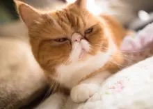 2048x1365 px Attractive cat Exotic face Art HD Wallpaper