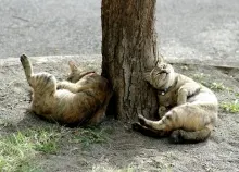 1600x1200 px animals cats funny Rest Trees Art HD Wallpaper