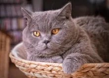 1920x1440 px British cat Shorthair Art HD Wallpaper