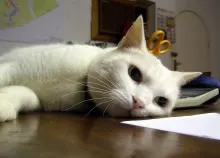 1600x1200 px cats Art HD Wallpaper