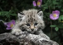 1920x1080 px background cat Claws eyes Fireplace gray Hunting Kitten Art HD Wallpaper