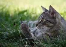 2560x1580 px cat cats Art HD Wallpaper