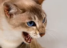 1680x1050 px cat Art HD Wallpaper