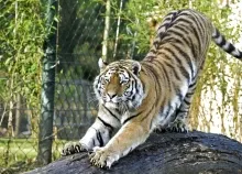 1600x1200 px Asian cat cats fantasy Jungle nature Oriental predator Tiger Art HD Wallpaper
