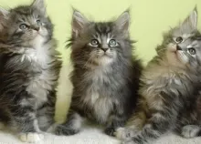 1920x1200 px baby cat cats cute Kitten kittens Art HD Wallpaper