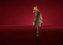 1680x1050 px cats Art HD Wallpaper