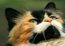 1920x1080 px animal cat cats cute kitty Pet Sweet Art HD Wallpaper