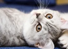 1680x1050 px animals cats kittens Art HD Wallpaper