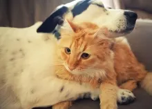 2560x1600 px And animal cat dog love Art HD Wallpaper