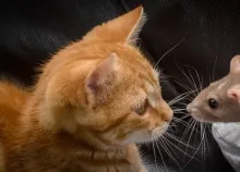 2832x1594 px cat funny humor koshak Rat red Tomcat whiskers Art HD Wallpaper