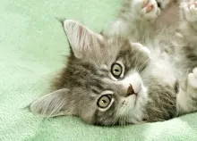 1920x1080 px animals cats eyes Feline kittens Art HD Wallpaper