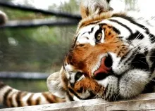 1920x1080 px Asian cat cats fantasy Jungle nature Oriental predator Tiger Art HD Wallpaper