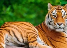 2560x1600 px cat Tiger Art HD Wallpaper