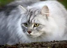 1600x1200 px cats Art HD Wallpaper