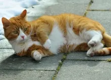 1920x1200 px cats Art HD Wallpaper