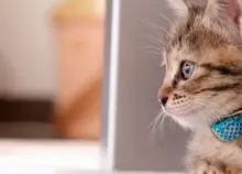 1920x1200 px animals cats Art HD Wallpaper