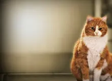 1920x1200 px animals cats Art HD Wallpaper