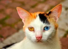1600x1200 px cats Art HD Wallpaper