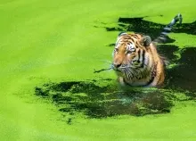 2048x1365 px animal cat Hunting nature Tiger water Art HD Wallpaper