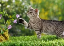 2560x1440 px animals cats cute flower grass Art HD Wallpaper