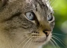 1920x1200 px animals cats close eyes Up Art HD Wallpaper