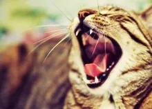 1920x1200 px animals cats pets Art HD Wallpaper