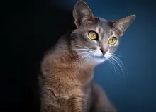 1680x1050 px cat eyes yellow Art HD Wallpaper