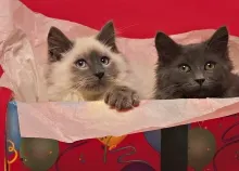 1920x1080 px animals Birthday cats Two Art HD Wallpaper