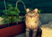 1920x1080 px cat cats Art HD Wallpaper