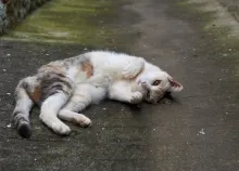 1920x1200 px Asphalt cat Down Lying Rest road the Art HD Wallpaper