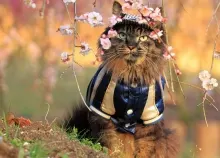 1920x1080 px animals Art HD Wallpaper