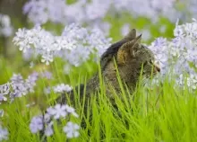 1920x1200 px cats flowers Natural Art HD Wallpaper