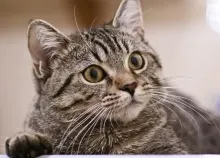 2560x1600 px cat cats Art HD Wallpaper
