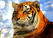 1920x1080 px Asian cat cats fantasy Jungle nature Oriental predator Tiger Art HD Wallpaper