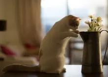 1920x1080 px animals BEN cats flowers Torode Art HD Wallpaper