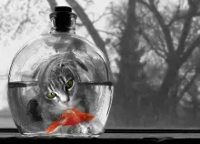 1920x1440 px cat cats Art HD Wallpaper